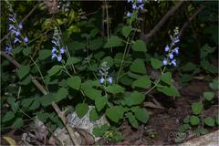 Scutellaria violacea